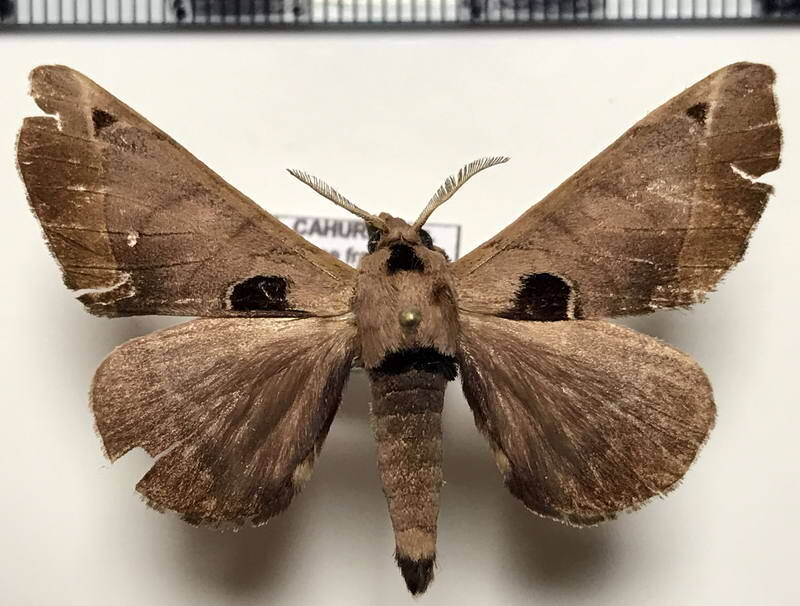 Apatelodes_lapitha_m_Guyane fr