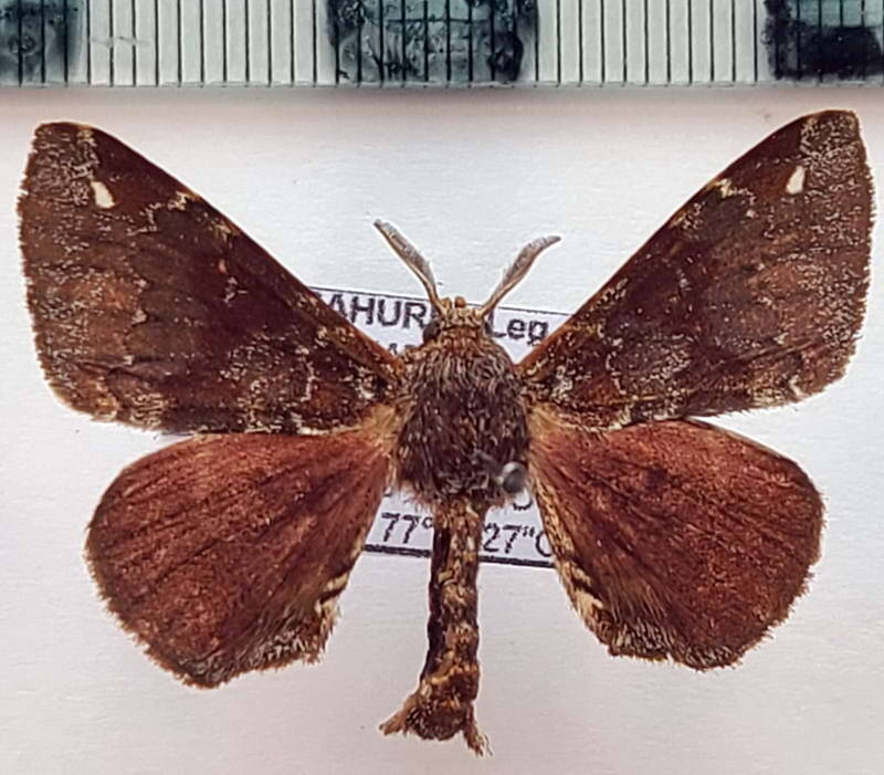 Apatelodes_mehida_m_Equateur