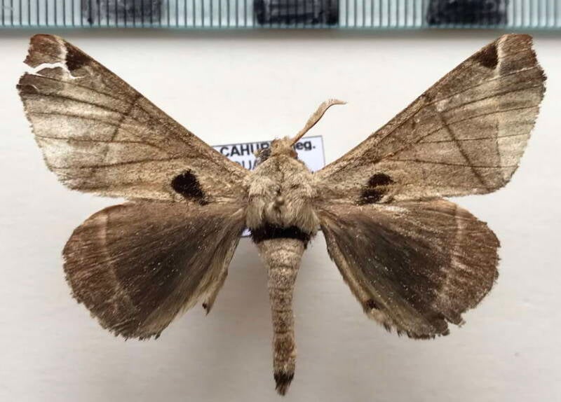 Apatelodes_pandara_m_Equateur