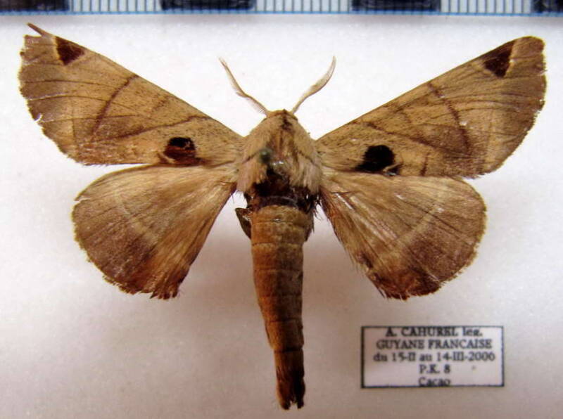 Apatelodes_pandariodes_m_Guyane fr