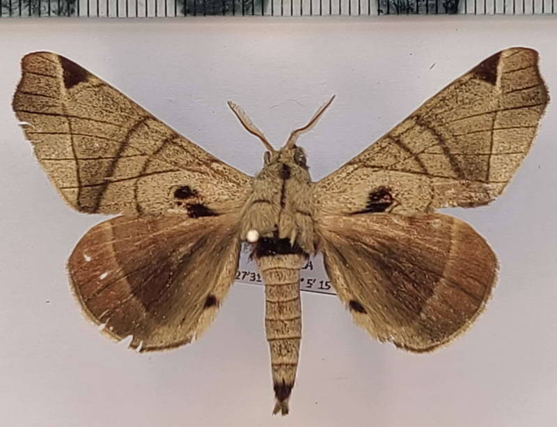 Apatelodes_sp1126_m_Equateur