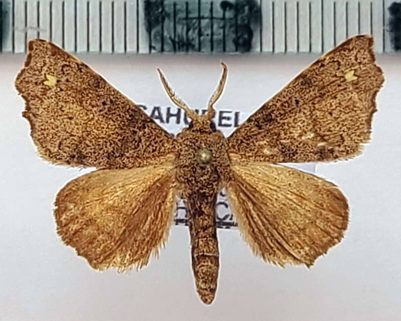 Apatelodes_sp1147_m_Guyane fr