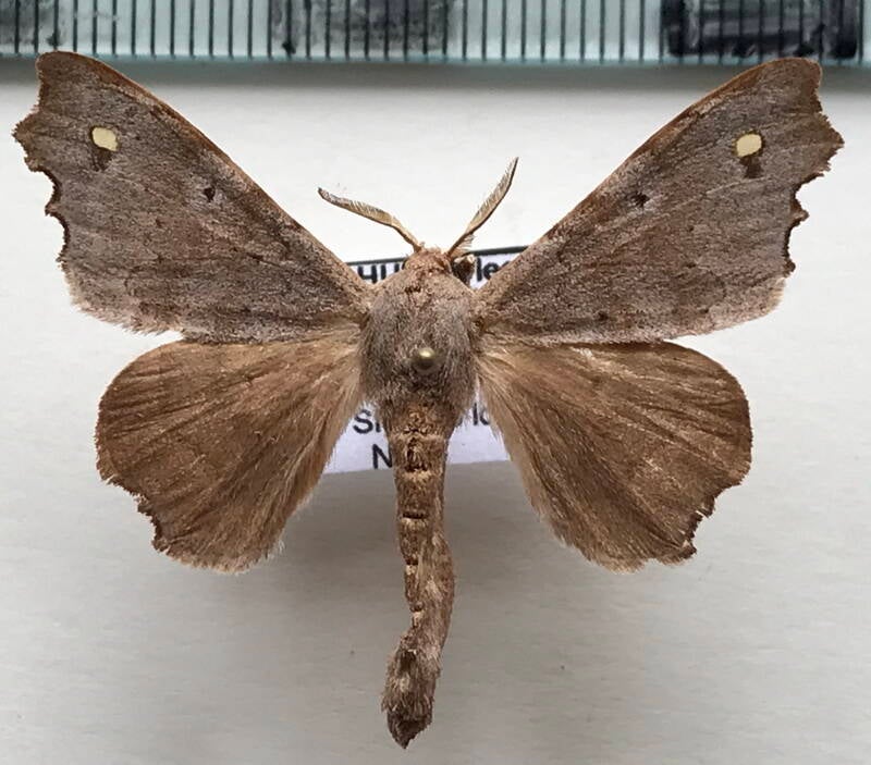 Apatelodes_sp179_m_Equateur