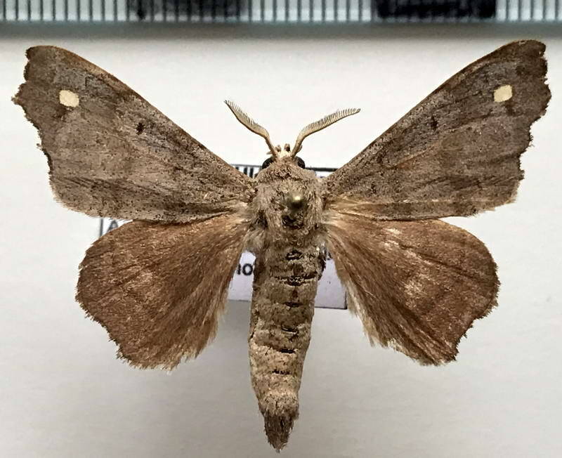 Apatelodes_sp232_m_Equateur