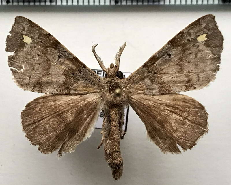 Apatelodes_sp313_m_Guyane fr