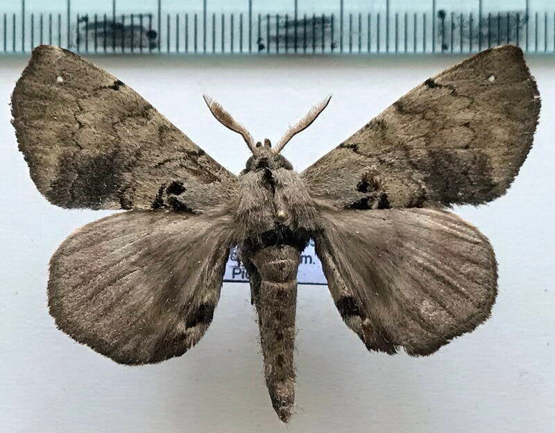 Apatelodes_sp408-m_Equateur