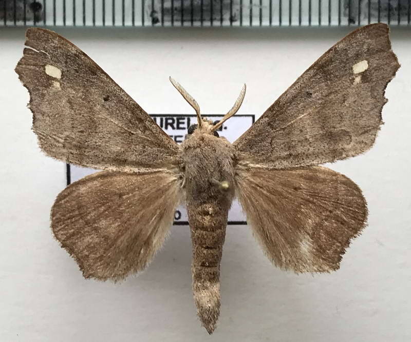 Apatelodes_sp450_m_Equateur