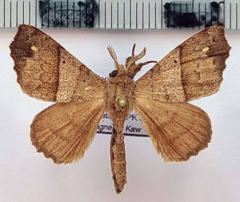 Apatelodes_sp450_m_Guyane fr