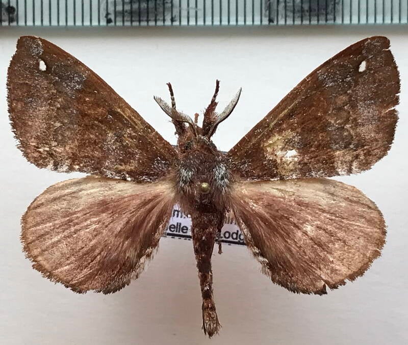 Apatelodes_sp506_m_Equateur