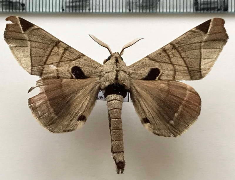 Apatelodes_sp516_m_Equateur