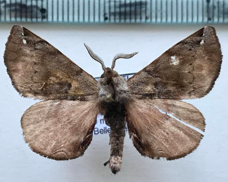 Apatelodes_sp530_m02_Equateur