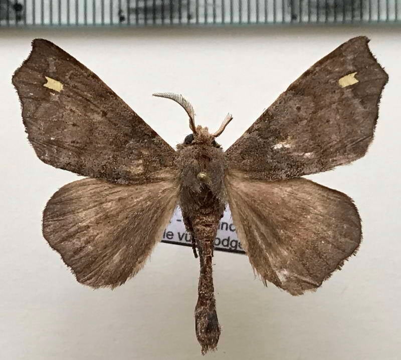 Apatelodes_sp561_m_Equateur