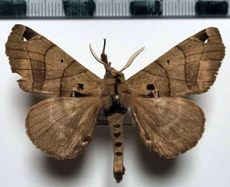 Apatelodes_sp956_m_Equateur