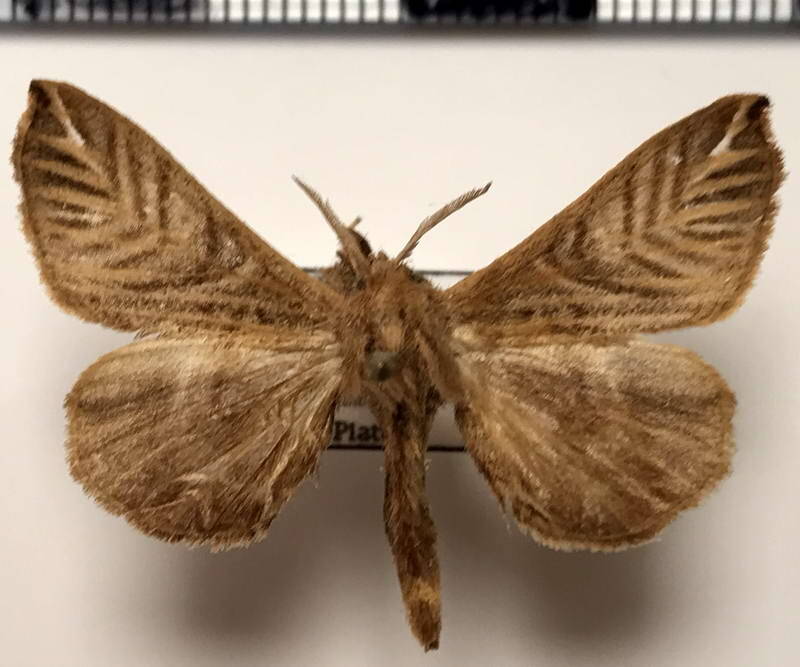 Apatelodes_striata_m_Equateur