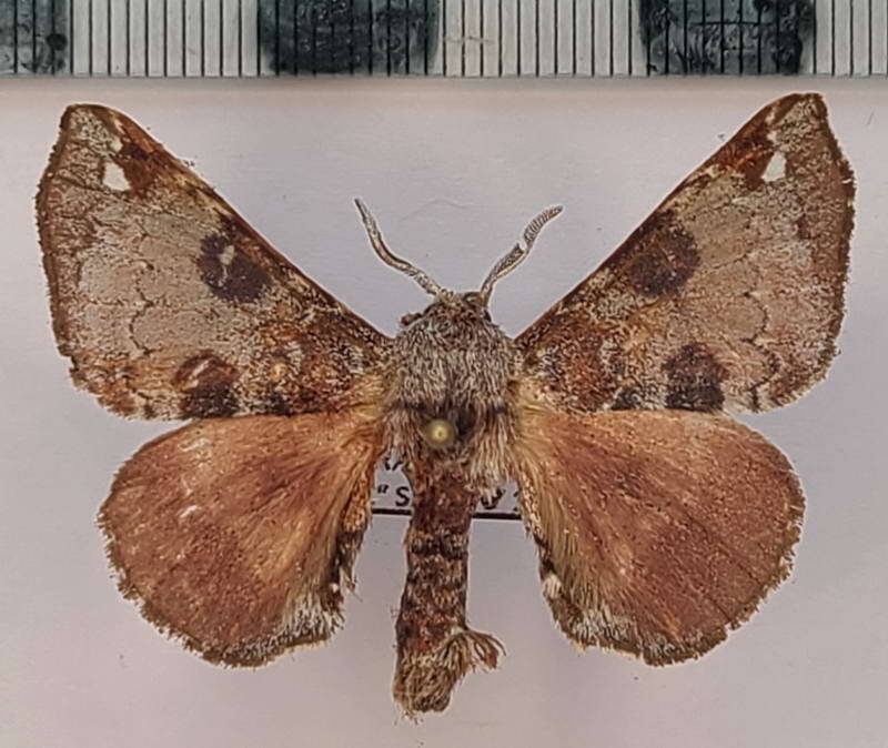 Apatelodes_subrubicunda_m02_Equateur