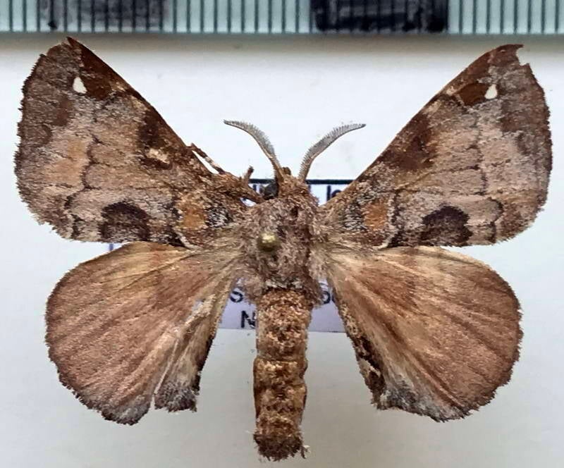 Apatelodes_subrubicunda_m_Equateur