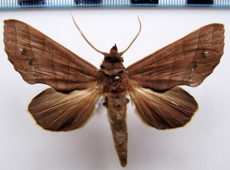 Apela sp mâle Guyane française