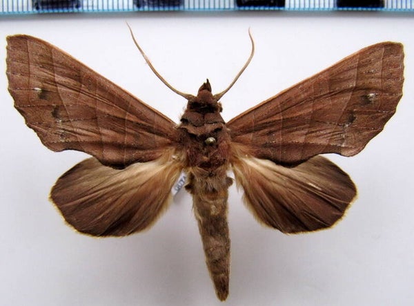 Apela sp mâle Guyane française