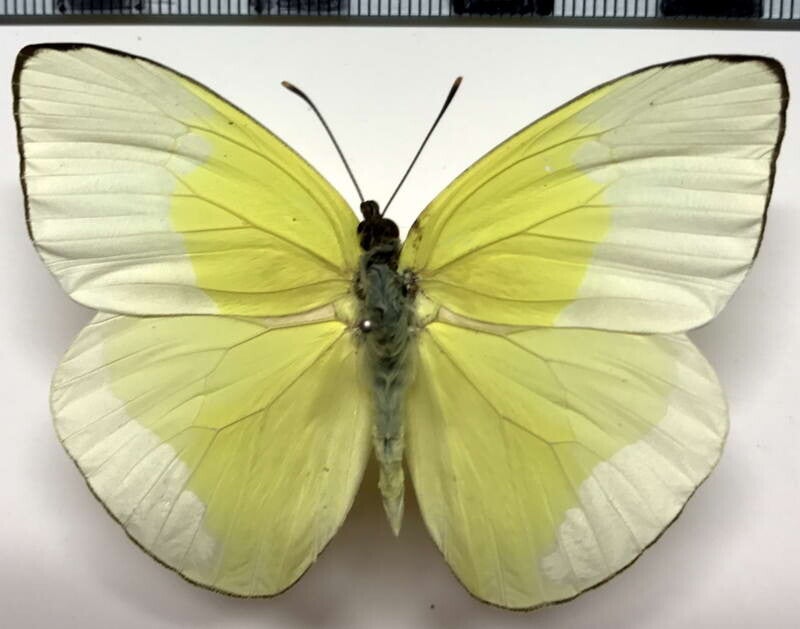 Aphrissa statira mâle A1-  Equateur