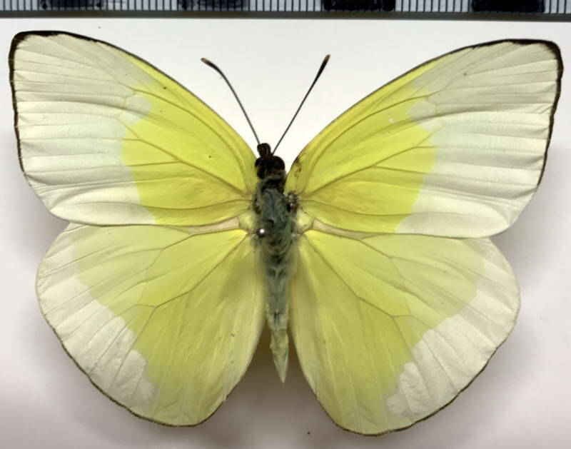 Aphrissa statira mâle A1-  Pérou