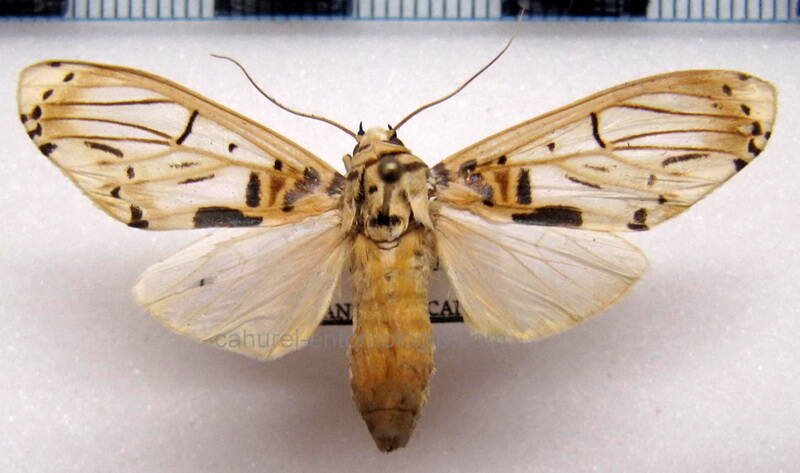 aphyle_cuneata_f_gf-standard.jpg