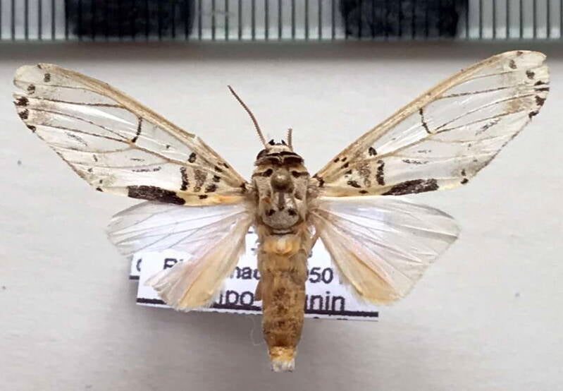 aphyle_cuneata_m_per-standard.jpg