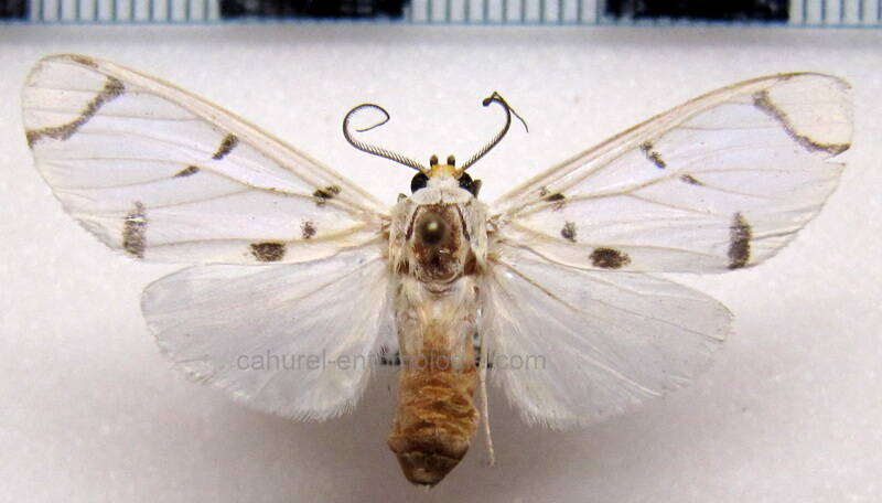 aphyle_margaritaceus_f_gf-standard.jpg