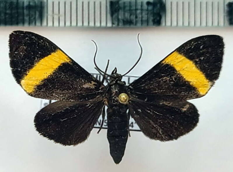 aphymolis_similis_m_gf-standard.jpg