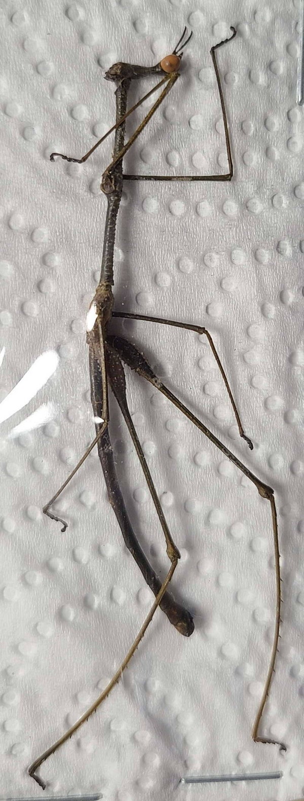 Aposcelis sp   Equateur