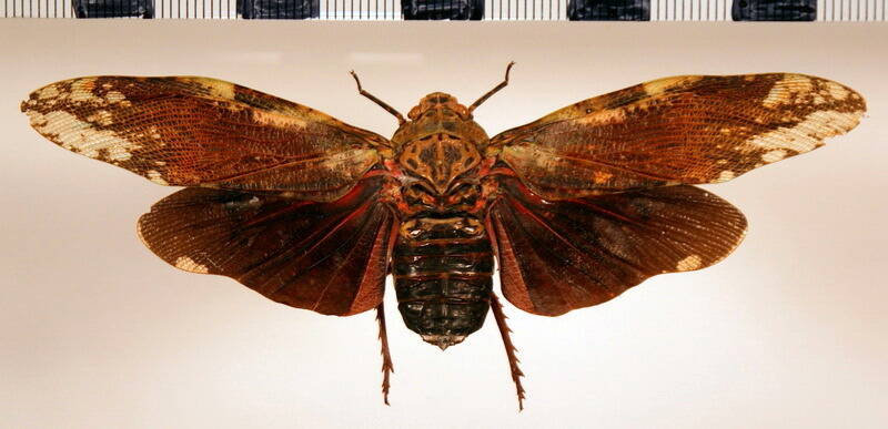 aracynthus_loicmatelli_fGuyane fr