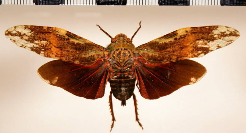 aracynthus_loicmatelli_m-Guyane fr