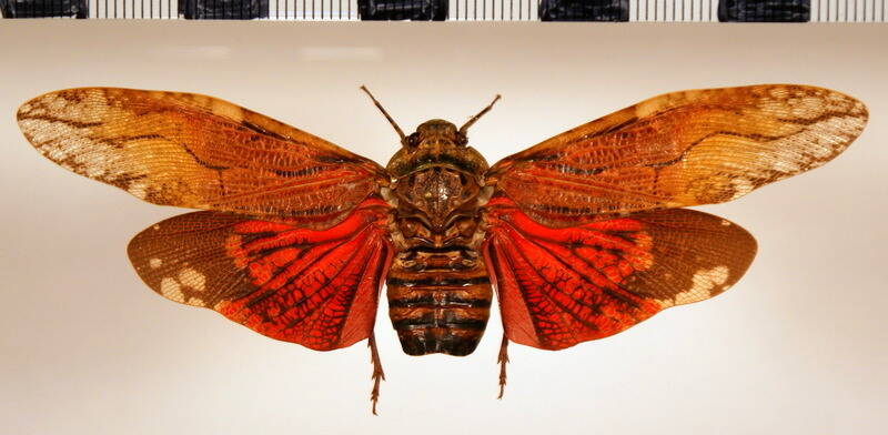aracynthus_sanguineus_f-Guyane fr