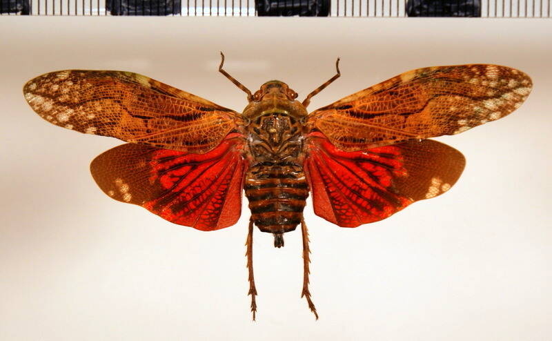 aracynthus_sanguineus_m_Guyane fr