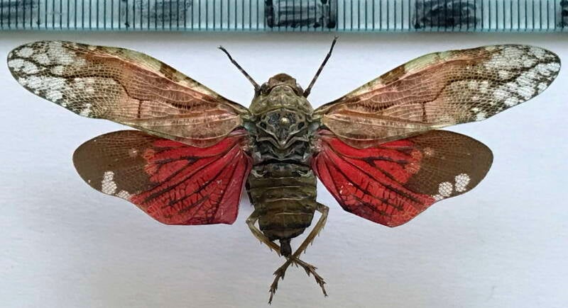 aracynthus_sanguineus_m_Equateur
