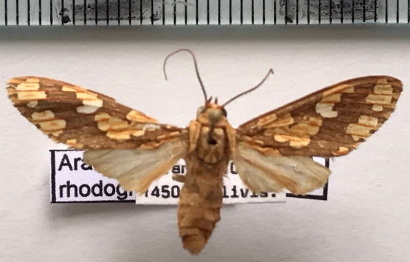 araeomolis_rhodographa_f_bol-standard.jpg
