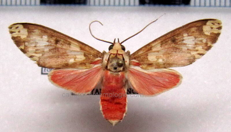 araeomolis_robusta_f_gf-standard.jpg