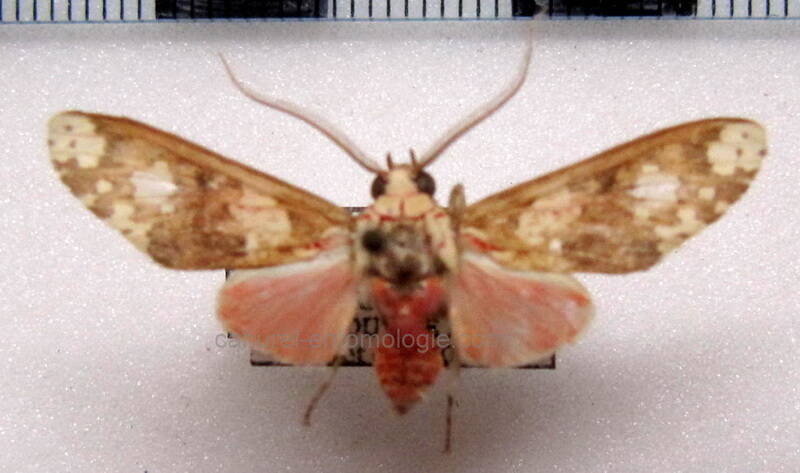 araeomolis_robusta_m_gf-standard.jpg