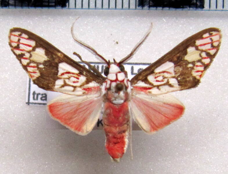 araeomolis_transversa_gf02-standard.jpg
