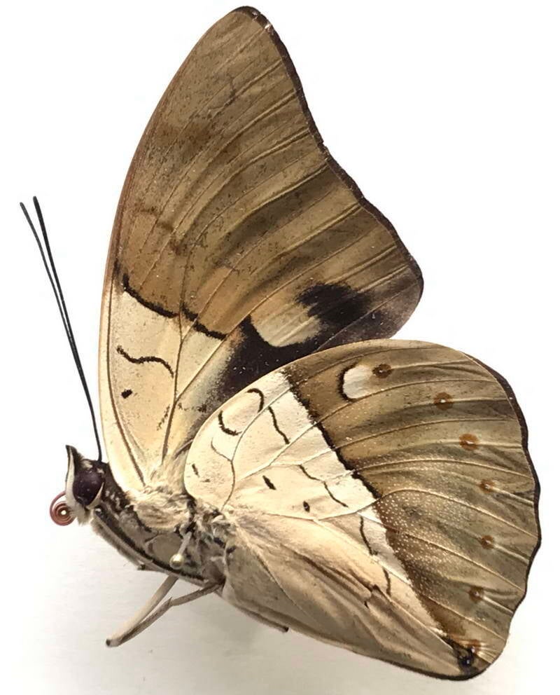 archaeprepona_amphimacus_m_eq_v-standard.jpg