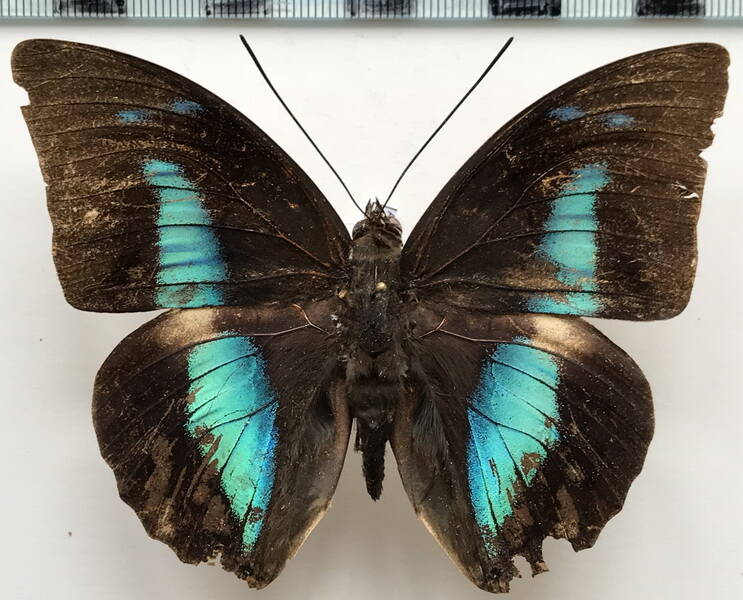 archaeprepona_amphimacus_symaithus_m_bolivie-standard.jpg
