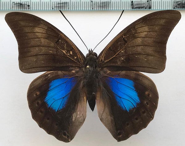 Archaeprepona chromus mâle A1-  Equateur