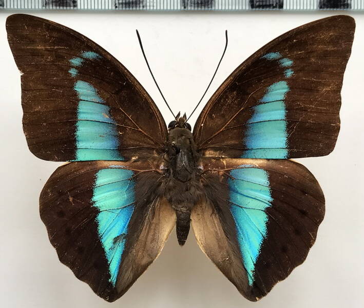 archaeprepona_licomedes_licomedes_m_bresil-standard.jpg