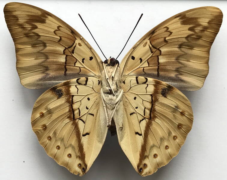 archaeprepona_licomedes_licomedes_m_perou_v-standard.jpg