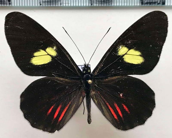 Archonias brassolis cutila mâle A1-  Equateur