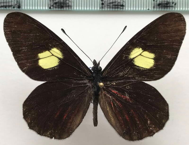 archonias_brassolis_negrina_m_eq-standard.jpg