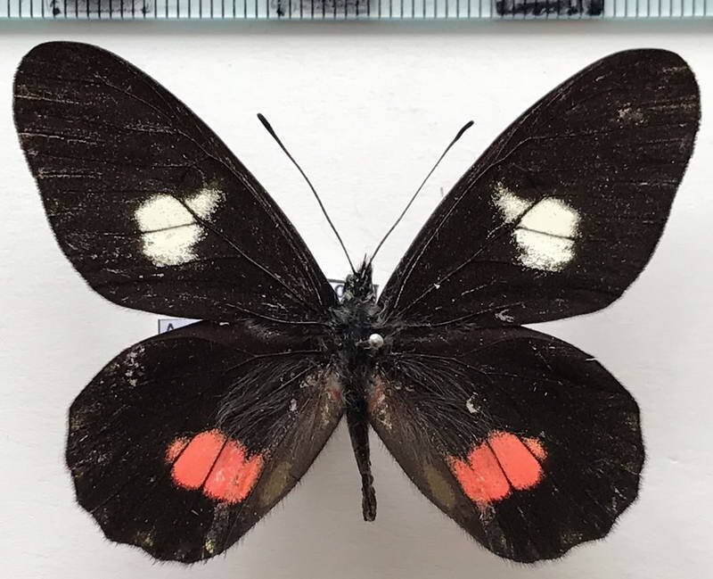 archonias_brassolis_rosacea_m_eq-standard.jpg