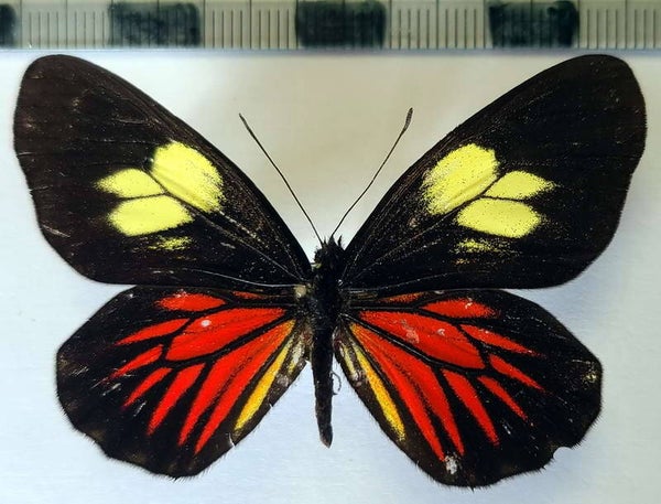 Archonias brassolis negrina femelle  A1-  Equateur