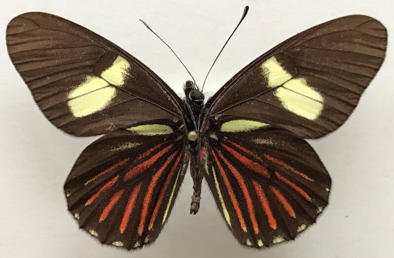 archonias_negrina_phaloreca_m_per_v-standard.jpg