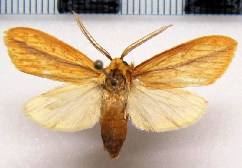 arctiidae_sp02_m_gf-standard.jpg