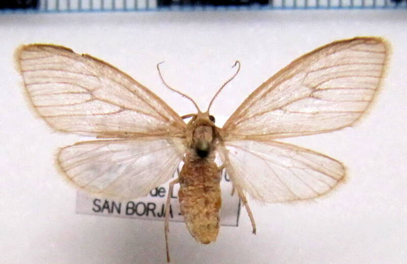 arctiidae_sp03_bol-standard.jpg